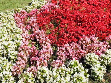 Narin begonya çiçekleri. Pembe ve beyaz begonya çiçek açtı. Yeşil yapraklı arka planda güzel çiçekler. Çiçek arkaplanı