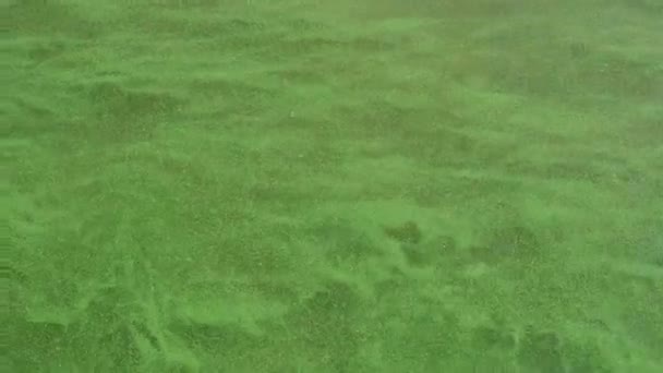Зелена вода в річці з водоростей. Вода цвіте. Зелені хвилі. Екологія . — стокове відео