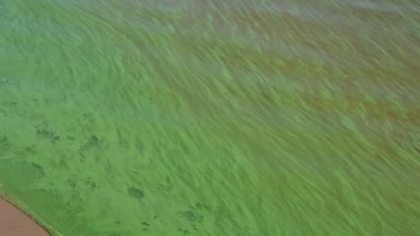 해조류에서 나오는 녹색 물입니다. 물이 솟아나고 있다. 녹색파. 생태학. — 비디오