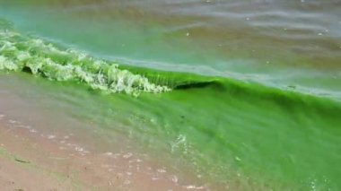 Suyun yüzeyinde yeşil algler var. Baraj yapısı ve çevre kirliliğinin bir sonucu olarak çiçek açan su