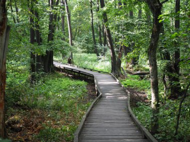 Bir doğa parkında ormanın içinden geçen tahta köprü. Eko-turizm kavramı.