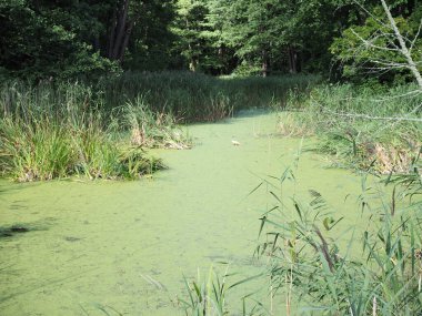 Bereketli yeşil bataklık ve tropikal orman manzarası. Güneş, muhteşem bir doğal manzarayı ortaya çıkarmak için kalın yaprakların arasından süzülüyor..
