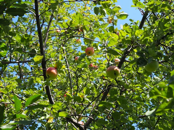 Manzanas Orgánicas Colgando Una Rama Árbol Huerto Manzanas —  Fotos de Stock
