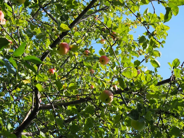 Органические Яблоки Свисающие Ветки Дерева Яблоневом Саду — стоковое фото