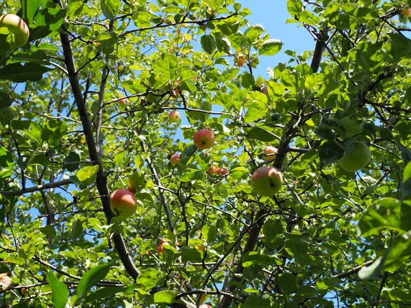 Ekologiska Äpplen Hängande Från Trädgren Äppelträdgård — Stockfoto