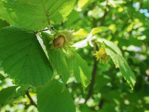Зрелые фрукты из фундука. Навес из орехового дерева, с молодыми фруктами.