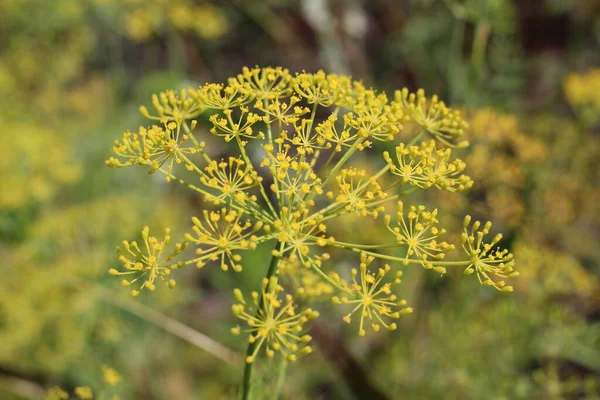 Parlak Yeşil Arka Planda Dill Tohumları Yaz Zamanı Çiçek Mevsimi — Stok fotoğraf