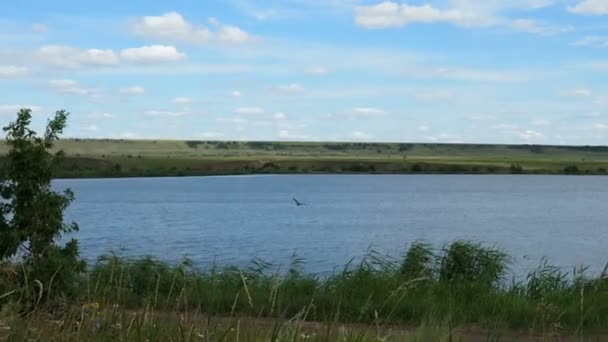 Uma águia voa sobre um lago, uma bela paisagem rural — Vídeo de Stock