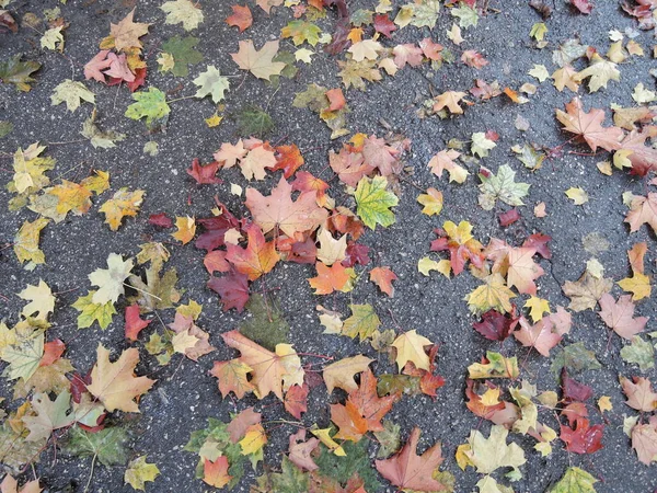 Żółte Czerwone Liście Leżą Drodze Klonowe Liście Asfalcie Jesienny Liść — Zdjęcie stockowe