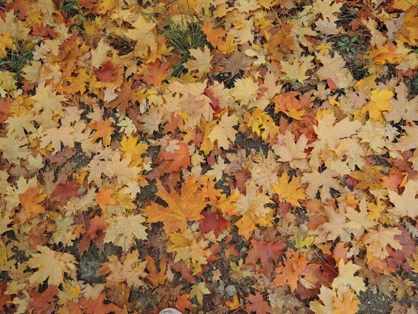 Żółte Czerwone Liście Leżą Drodze Klonowe Liście Asfalcie Jesienny Liść — Zdjęcie stockowe