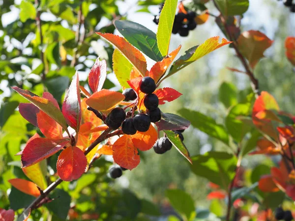 Chokeberry Bush Tak Met Donker Paars Fruit Met Groene Verse — Stockfoto