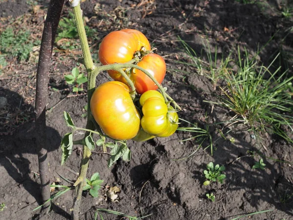 Ripe Natural Tomatoes Growing Branch Greenhouse Copy Space — Stock Photo, Image