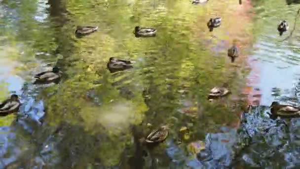 Parque Ciudad Otoño Aparcar Otoño Los Patos Nadan Estanque Árboles — Vídeo de stock