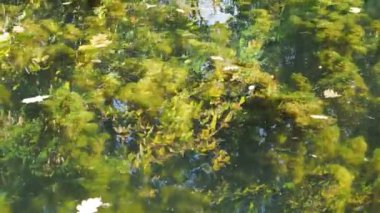 Göl suyunun saydam yüzeyinde sayısız yeşil yosun ve sonbahar ormanının yansımasını görebilirsiniz..