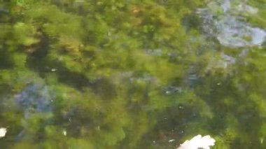 Sonbahar gölünün sularının saydam yüzeyinden sayısız yeşil yosun görülebilir.