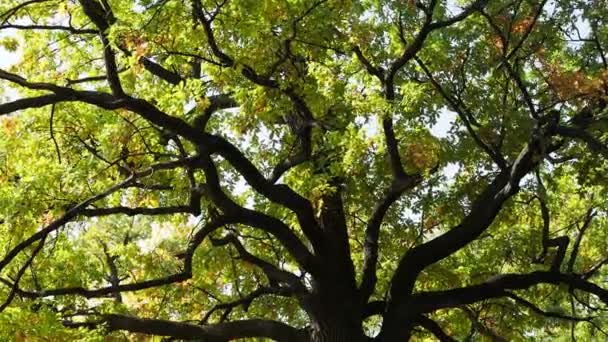 아름다운 참나무를 지나는 — 비디오