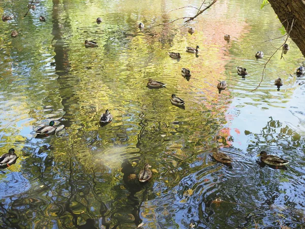 Autumn City Parkı Sonbaharda Park Ördekler Gölette Yüzer Parktaki Parlak — Stok fotoğraf