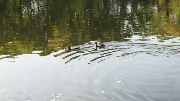 Parque Ciudad Otoño Aparcar Otoño Los Patos Nadan Estanque Árboles — Vídeos de Stock