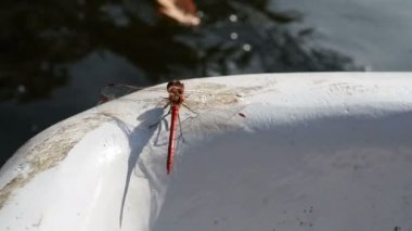 Kırmızı yusufçuk teknenin kenarına oturur ve uçar gider.