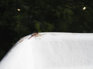 Kırmızı yusufçuk teknenin kenarına oturur ve uçar gider..