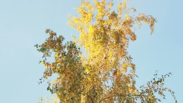 Bellezza Foresta Autunnale Foglie Albero Oro Raggio Sole Cielo Blu — Video Stock