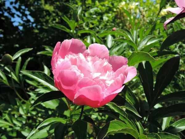 牡丹や牡丹 太陽の下で雨の後のペオニアピンク 花壇に1本の牡丹の花 — ストック写真