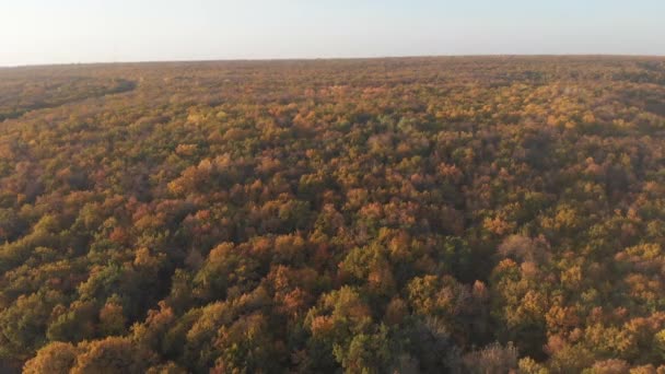 Haut Vers Bas Bois Automne Fond Naturel Vue Aérienne Forêt — Video