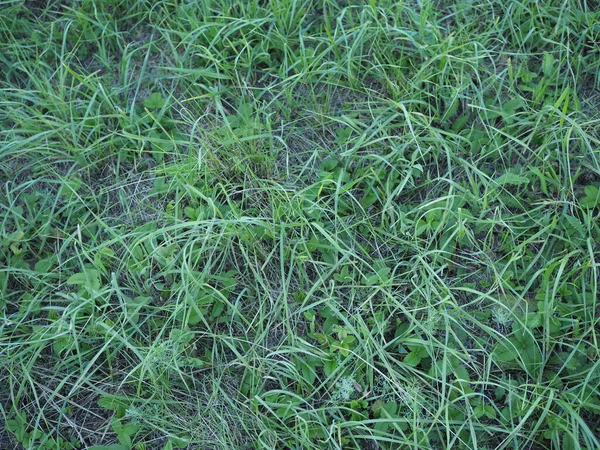 Fresh Green Grass Texture Surface — Stock Photo, Image