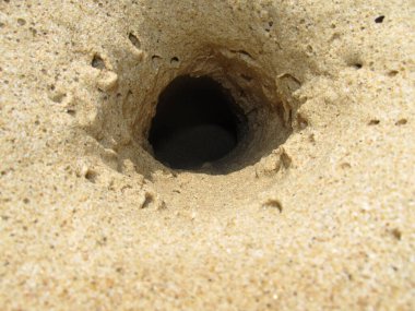 Yengeç bir taşın altından sürünerek çıkıyor..