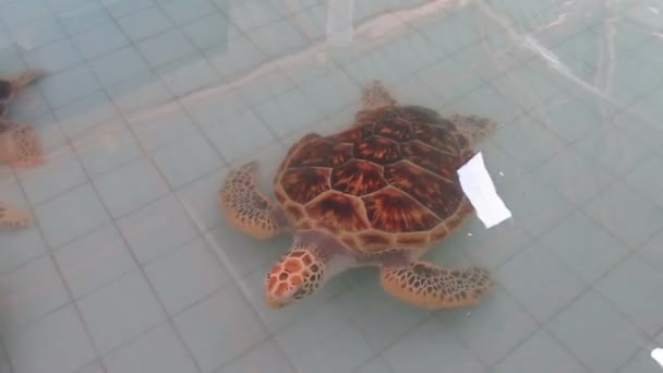 Tortuga Con Cáscara Dañada Nada Piscina Vivero — Vídeo de stock