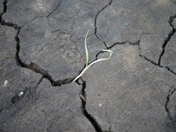 Little Flower Sprout Grows Urban Asphalt Ground — Stock Photo, Image