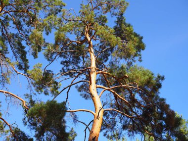 Ormandaki tek bir güzel ağaç mavi gökyüzüne karşı ayakta duruyor. Doğa