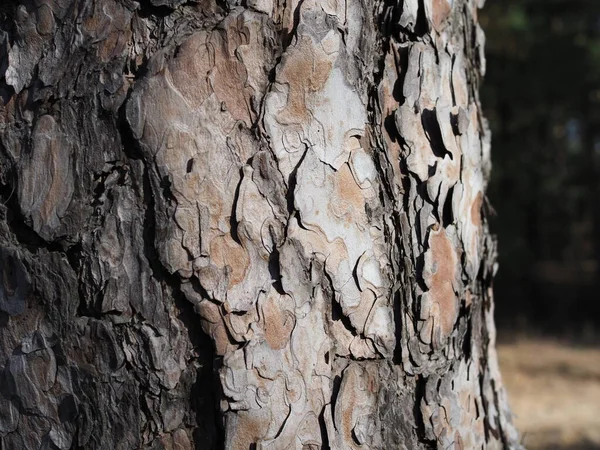 Natural structure of the bark of a pine tree.