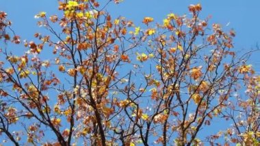 Sonbahar ormanlarındaki dallarda yapraklar.