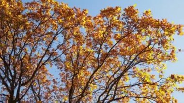 Sonbahar ormanı güzeli. Altın ağaç yaprakları. Güneş ışığı. Mavi gökyüzü. Güz Parkı 'nda ağaçta sallanan güzel huş yaprakları. Düş
