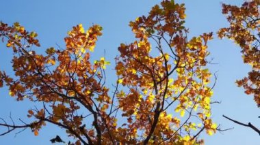 Sonbahar ormanlarında dallar üzerinde yapraklar. Rüzgarda sallanan güzel meşe yaprakları.