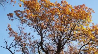 Sonbahar ormanlarında dallar üzerinde yapraklar. Rüzgarda sallanan güzel meşe yaprakları.