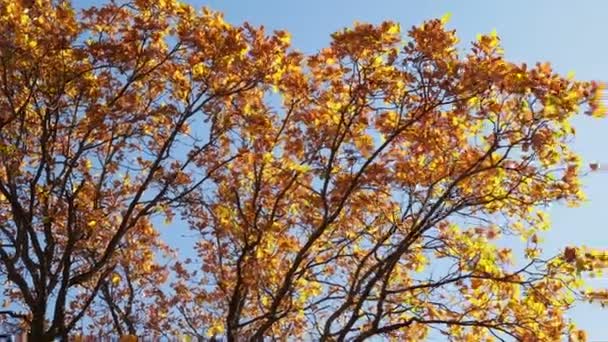 Bellezza foresta autunnale. Foglie d'albero d'oro. Un raggio di sole. Cielo blu. Belle foglie di betulla che dondolano su un albero nel parco autunnale. Caduta — Video Stock