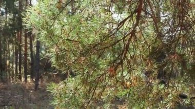 Güneşin aydınlattığı sonbahar ormanlarında rüzgarda sallanan güzel bir çam dalı.