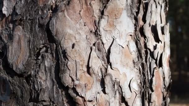 Estructura natural de la corteza de un pino — Vídeos de Stock