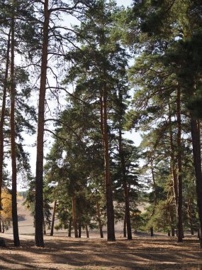 Ağaçların arasından parlayan son güneş ışığıyla Çam Ormanı