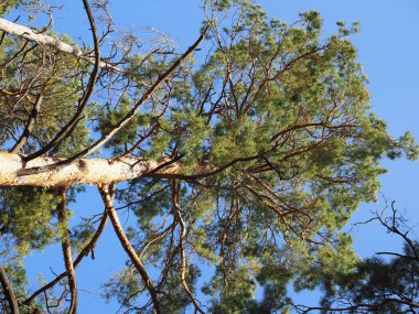 Çam ağacının kabuğunun doğal yapısı.