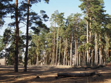 Ağaçların arasından parlayan son güneş ışığıyla Çam Ormanı