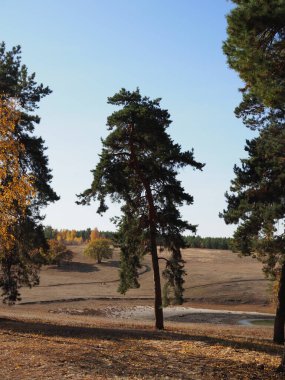 Sonbahar orman manzarası, altın yaprakları aydınlatan ılık ışık huzmeleri ve olay yerine giden bir patika..