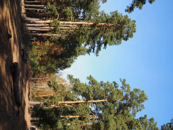 Δάσος Πεύκου Τον Τελευταίο Ήλιο Λάμπει Μέσα Από Δέντρα — Φωτογραφία Αρχείου
