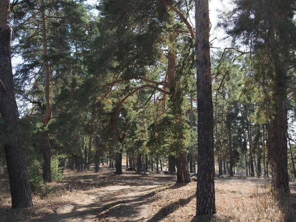 Vroege Ochtend Met Zonsopgang Dennenbos — Stockfoto