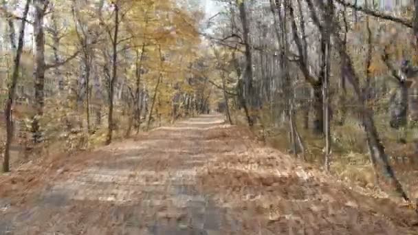 Lugn natur i skogen i början av hösten 4K drönare video — Stockvideo