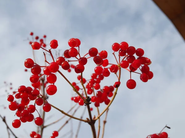 Bacche Viburnum Rosso Nell Albero — Foto Stock