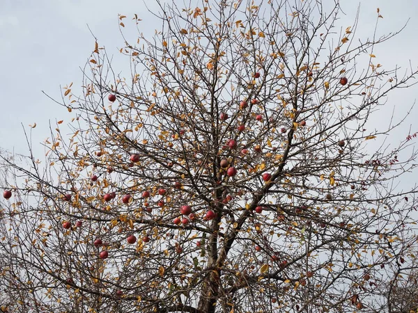 Apfelbaum Ohne Blätter November Gegen Herbst — Stockfoto