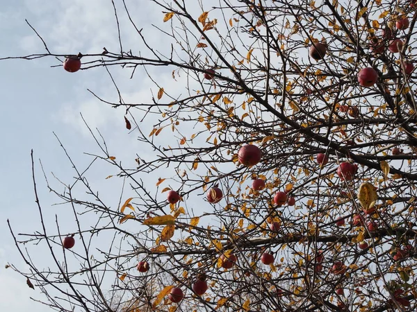 Manzano Viejo Con Manzanas Demasiado Maduras Olvidadas Otoño Sin Hojas —  Fotos de Stock
